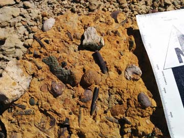 Morocco: Reworked glauconite/phosphate-rich unit at the Aprian/Albian transition, Assaka section, biostratigraphy fieldwork, March 2015, Assaka, Morocco.