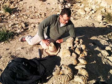 Morocco: Dr Luc Bulot presenting ammonites of Early Aptian fossil-rich condensed section, Tamanar section, biostratigraphy fieldwork, March 2015, Tamanar, Morocco.