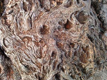 Morocco: Bark of an Argania Tree, Tamanar, March 2015, Morocco.