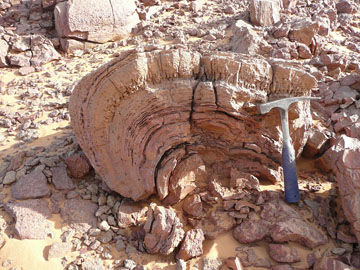 Libya: Close up of Collenia stromatolites, Carboniferous, Marar Fm.