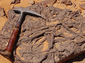 Libya: Trace fossils.