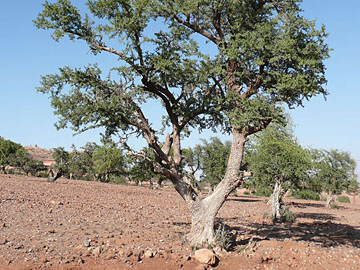 Morocco: Argana tree.