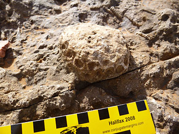 Morocco: Craima Beach just south of Ifni. Corals from the Early Cretaceous secton.