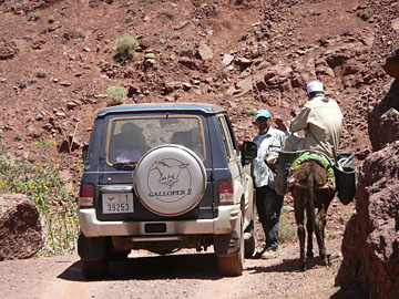 Morocco: Heavy traffic day in the field!