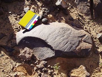 Morocco: Ordovician glaciated clast.