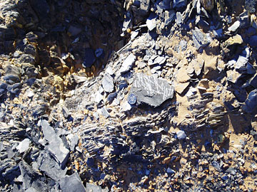 Morocco: Silurian graptolites, Tannezuft shale.
