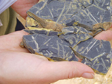 Morocco: Silurian Tannezuft shales with graptolites.