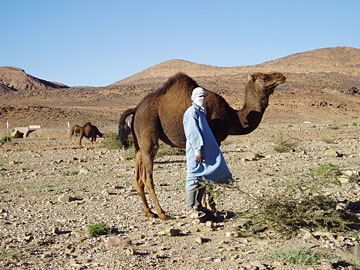 Morocco near Ouazazarte - Happy Toureg and camel. 