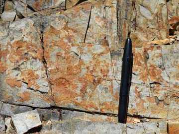 Spain: Rare find of an ammonite imprint in the Early Cretaceous deep marine system of Fuerteventura, deep marine systems fieldwork, May 2014, Ajuy, Fuerteventura, Spain.