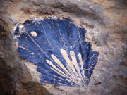 Blue fossil october 2016.